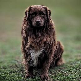 Grizz - Australian Shepherd