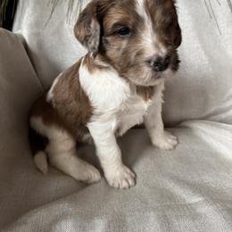 Tiara - Mahogany and white female Saint Berdoodle puppy in Traverse City, Michigan from Bare Paws Saint Berdoodles