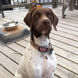 Amara - German Shorthaired Pointer