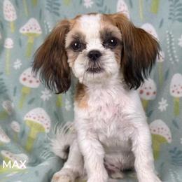 Shih Tzu Puppies from Altas Palmas Shih Tzu