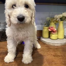 Goldendoodle Puppies from Serenity Goldendoodles