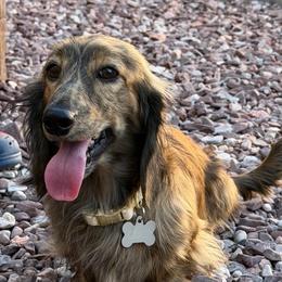 Colt | Fairwinds/Bacchanal Show Lines - Dachshund