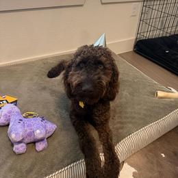 Double Doodle, Goldendoodle, and Labradoodle All Grown Up from Godley Doodles Of Texas
