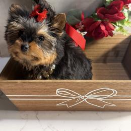 JEAN - Black and gold female Yorkshire Terrier puppy in Maple Heights, Ohio from Yorkiesllc