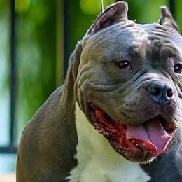 American Bullies from Anubis Tribe Bullies