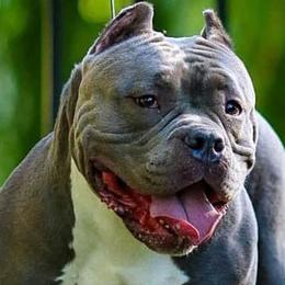 American Bullies from Anubis Tribe Bullies