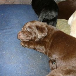 Labrador Retriever Puppies from Sue Calvert's Labrador Retrievers