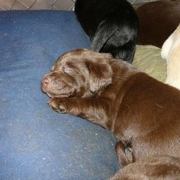 Labrador Retriever Puppies from Sue Calvert's Labrador Retrievers