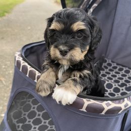 Blaze - Black male Havanese puppy in Semmes, Alabama from Hayden's Havanese