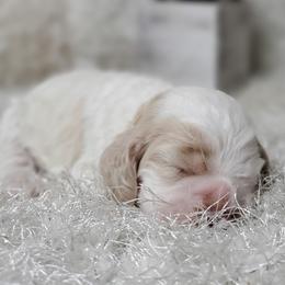 Cocker Spaniel Puppies from Chloe's Cocker Spaniels