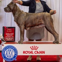 Fiona - Cane Corso