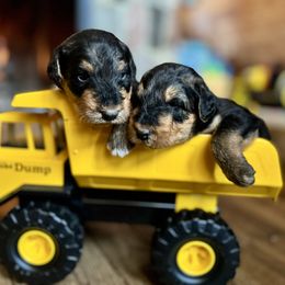 Boy 1 - Airedale Terrier puppy from Aim High Airedales & German Shorthaired Pointers