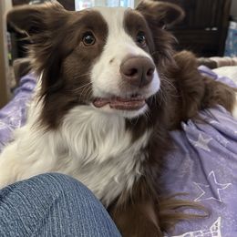 Misty May - Border Collie
