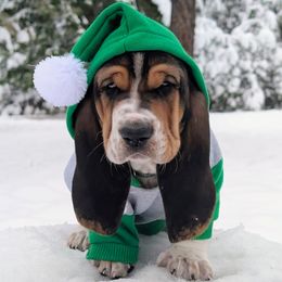 Bashful - Black brown and white male Basset Hound puppy in Polson, Montana from BeautyBea's Flathead Lake Bassets