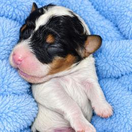 Leif - Merle male Cavapoo puppy in Lebanon, Kentucky from Mosaic Merle Doodles