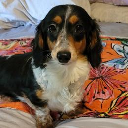 Fancy - Dachshund