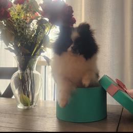 Pomeranian Puppies from Fancy Paws Pomeranians