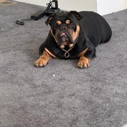 Roxie - Bulldog