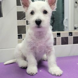 Girl 1 - White female West Highland White Terrier puppy in Kissimmee, Florida from kennel ASTRAGUS