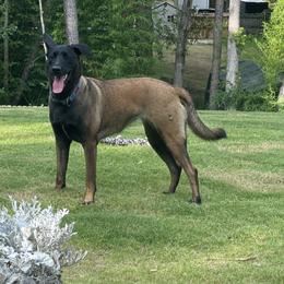 Belgian Malinois and xDutch Shepherds from Alliance K9