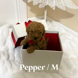 Pepper - Red  male Goldendoodle puppy in Graham, North Carolina from Geise Meadow Doodles