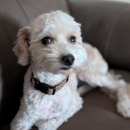 Harper - Goldendoodle