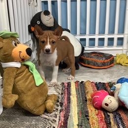 Quinn - Red and white male Basenji puppy in New Albany, Indiana from My African Gems