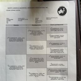 Boerboel Puppies from Heritage Boerboels