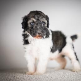 Hatter - The Mad Hatter Litter - Brindle male Poodle puppy in Caldwell, Idaho from Boise Doodle Co.