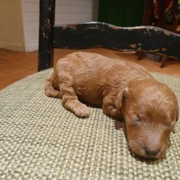 Girl 2 - Red  female Goldendoodle puppy in Texas from Doodles Divine