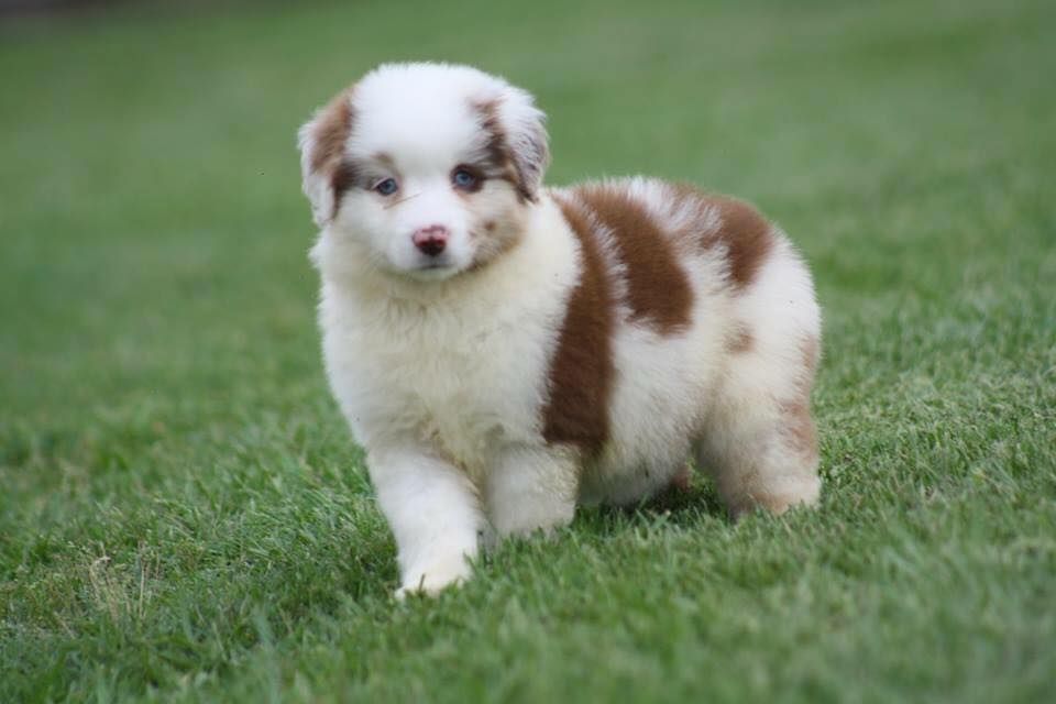 Magic Ranch Mini Aussies in California | Australian Shepherd and ...