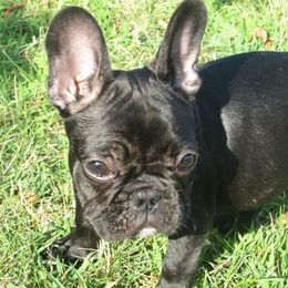 Bulldogs and French Bulldogs from Breeding Timing
