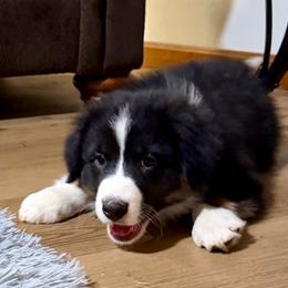 Gunner - Black tri-color male Australian Shepherd puppy in Lynnville, Indiana from Moonlightaussies