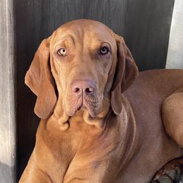 Harriet - Vizsla