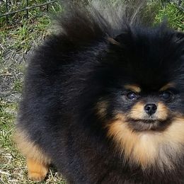Pomeranians from Royal Tee Poms
