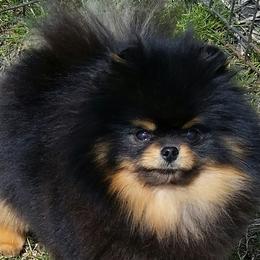Pomeranians from Royal Tee Poms