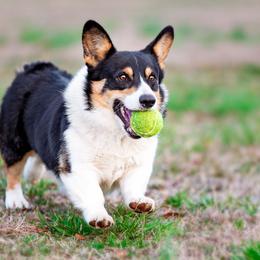 Shiner - Pembroke Welsh Corgi