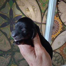 Girl 1 - Black and tan female Dachshund puppy in Clayton, Indiana from Love Struck Miniature Dachshunds