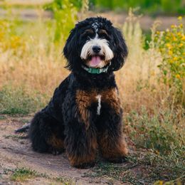 Roxy - Bernedoodle