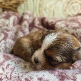 Koa - Brown male Mi-Ki puppy in San Francisco, California from Moonstone miki's