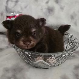 Patrick - Chocolate and tan male Pomeranian puppy in Riesel, Texas from Petite Poms