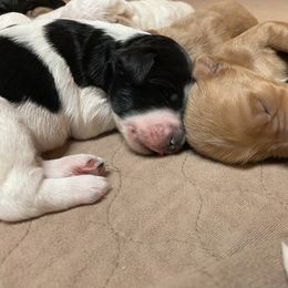 Goldendoodle Puppies from Goldendoodles on the Hill
