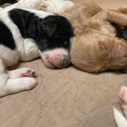 Goldendoodle Puppies from Goldendoodles on the Hill