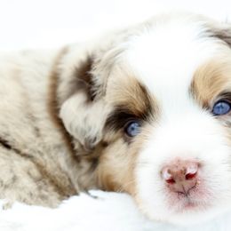 Grover - Red merle Miniature Australian Shepherd puppy in Ocala, Florida from Silver River Mini Aussies