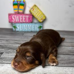 Logan - Chocolate and tan male Dachshund puppy in Miami, Florida from Maitime Dachshund