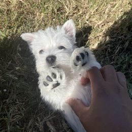 West Highland White Terrier Puppies from Shadow Lane Genetics