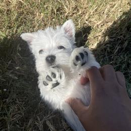 West Highland White Terrier Puppies from Shadow Lane Genetics