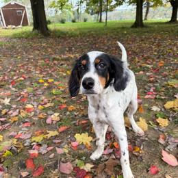 Bella - Blue belton and tan (tri-color) female English Setter puppy in Rogers, Ohio from StoneyBrook Setters