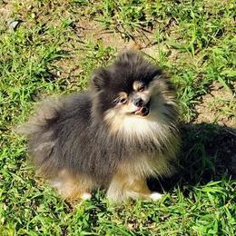 Bird - Blue and tan male Pomeranian puppy in Oologah, Oklahoma from GG's Pomeranians