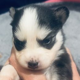 Queen Elizabark - Black and white female Pomsky puppy in Fredericksburg, Texas from Southern Poms of Texas